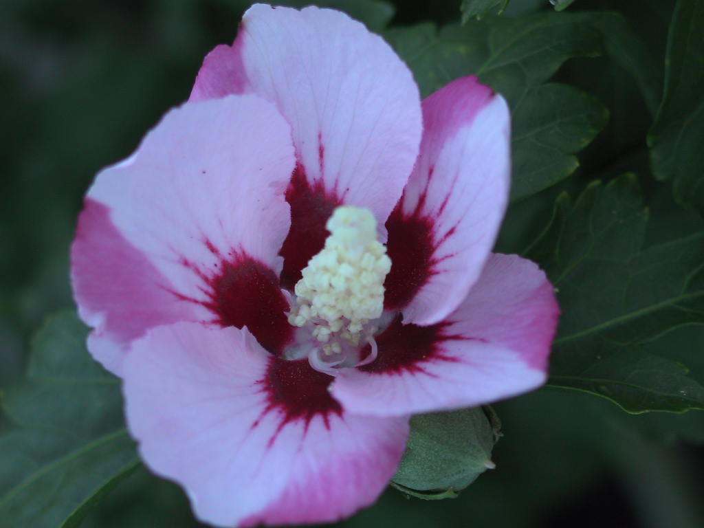 Hibiscus syriacus Hamabo - Bluetenmacro.jpg